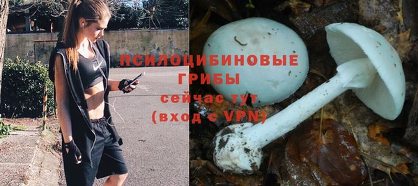 прущие грибы Абинск